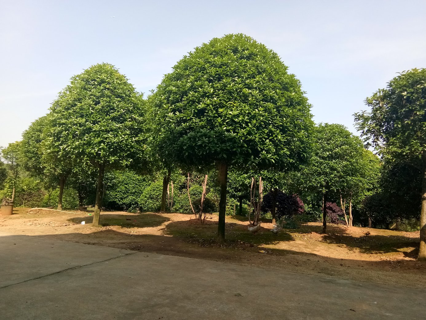 天香四季桂在城市公园中的种植场景,展示其作为景观植物的绿化效果和四季开花的持续性 天香四季桂在城市绿化中的应用