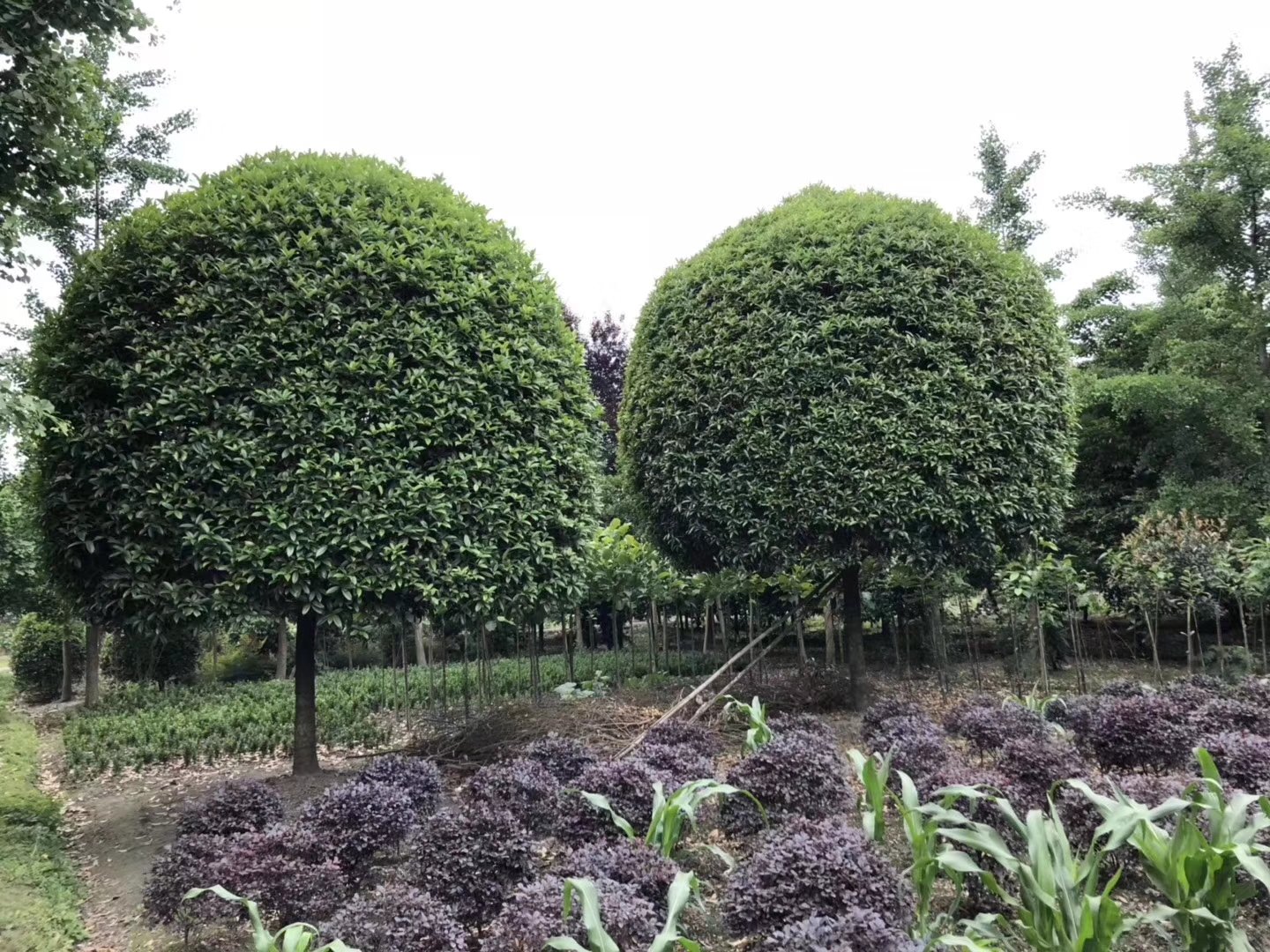 四季桂球在庭院中被修剪成整齐的球形,绿意盎然,散发出淡淡香气 四季桂球在庭院中的应用