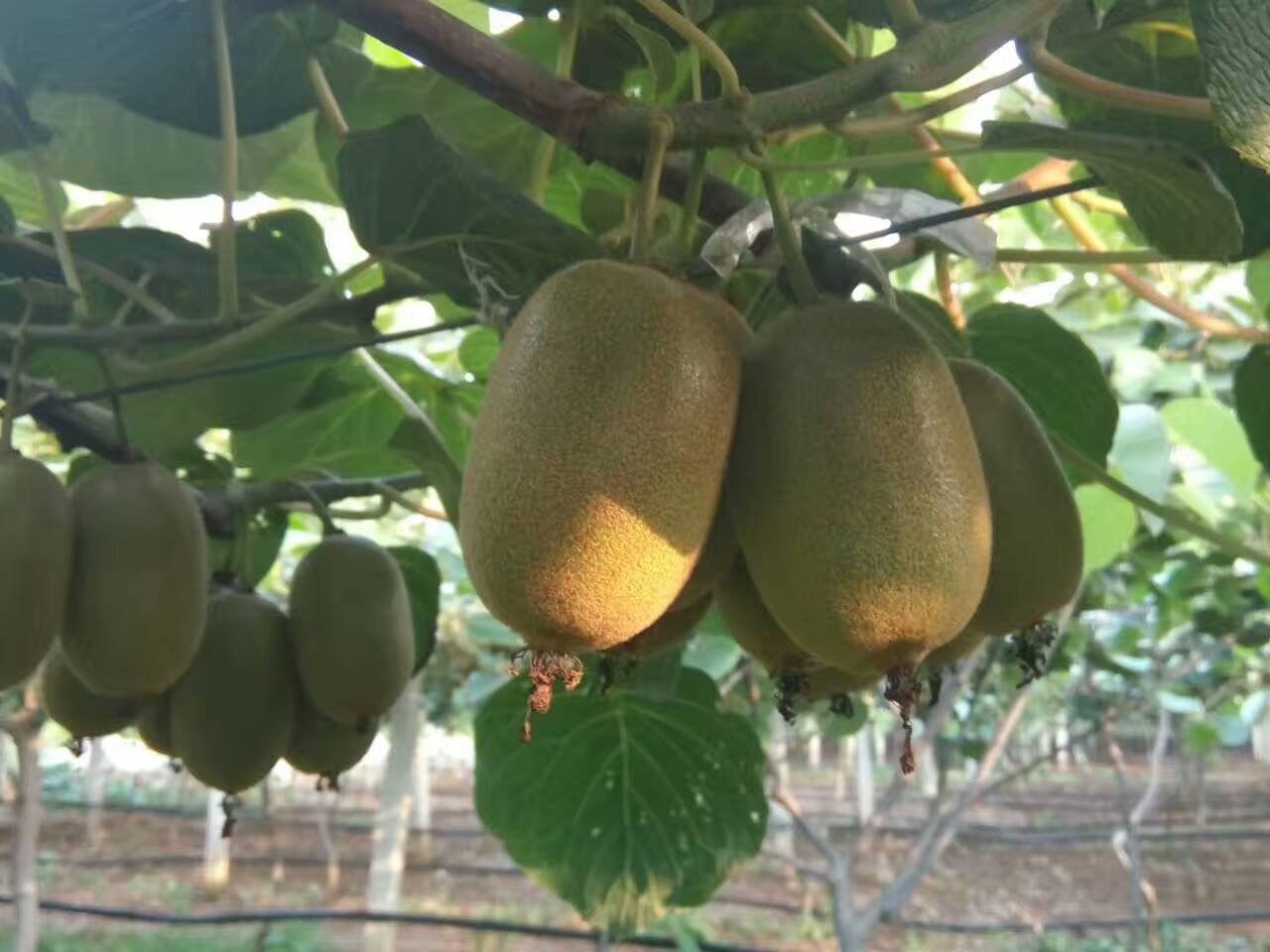 猕猴桃果园航拍图