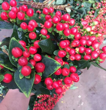 火龙珠苗 三色 红绿粉 颜色可自选