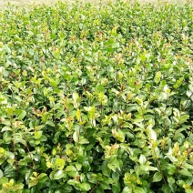 茶梅批发，茶梅种植基地，大量苗木低价出售，，，，