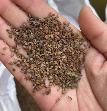 胡枝子籽种 护坡灌木种子绿肥青饲料及药用价值高