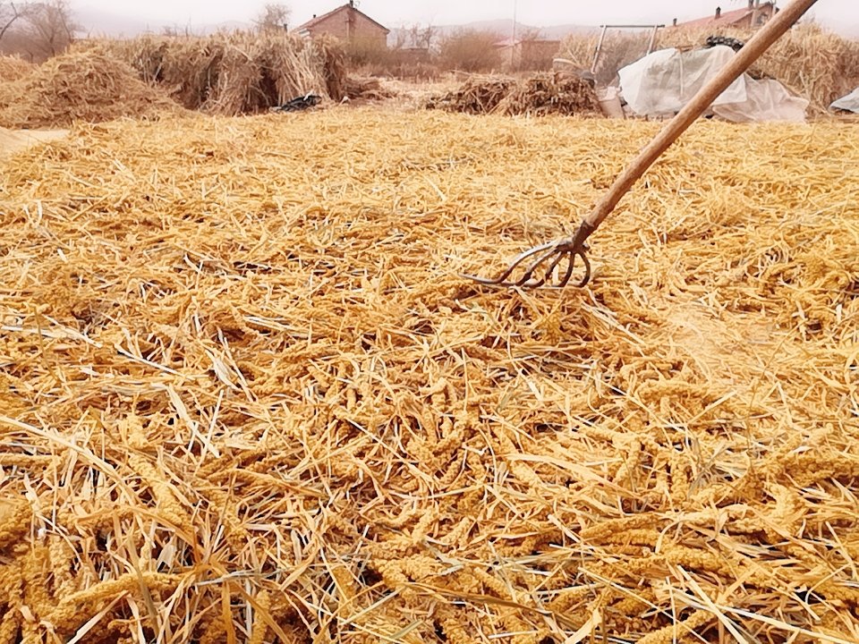 山西沁县秋季金色小米田,农民正在收割小米 山西沁县小米田