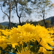 金丝皇菊