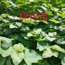 梓树苗