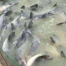 青鱼