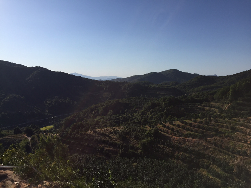 梅州沙田柚果园全景图