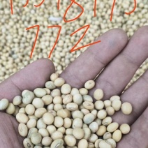磨豆腐打豆将豆腐皮