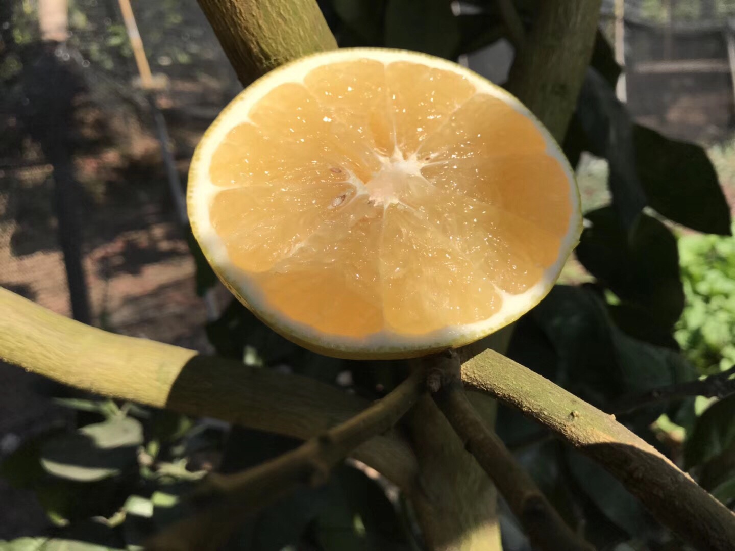 蜜柚切开展示内部结构