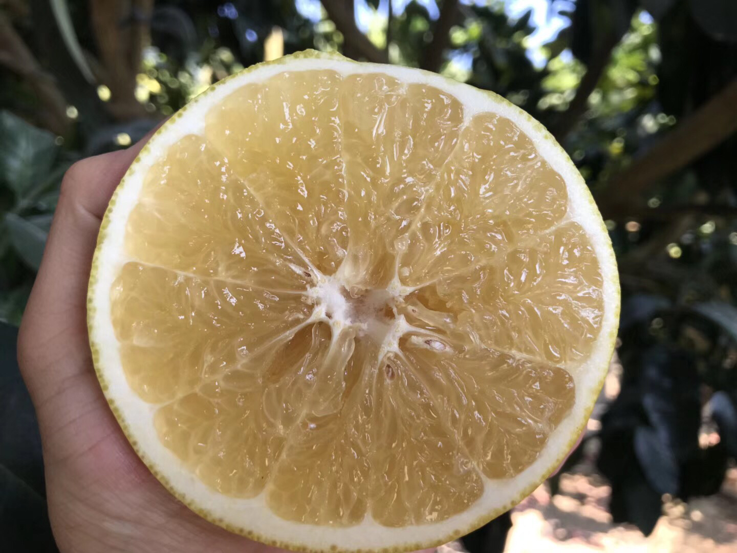 葡萄柚花芽分化显微结构示意图