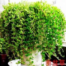 垂盆草中药材植物花苗食用养肝清热解毒吊兰盆栽花卉绿植四季