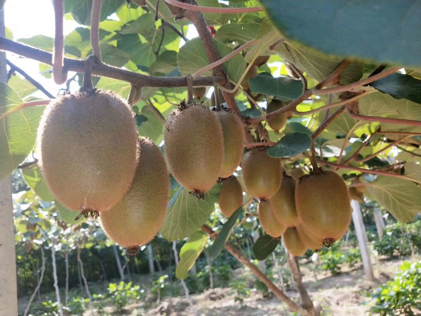 一株健康的海沃德猕猴桃藤蔓上悬挂着多个成熟初期的椭圆形绿皮果实,果面覆盖细密绒毛,果柄粗壮,背景为梯田式果园,阳光斜照,展现果实自然生长环境 海沃德猕猴桃植株挂果特写