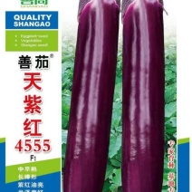 【善茄天紫红4555】茄子种子紫红长棒长型杂交紫红油亮中
