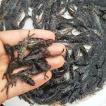 鲜活生猛黄辣丁鱼黄骨鱼苗吃什么？黄骨鱼苗一尾价钱_
