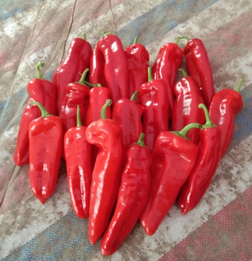 红椒,椒长15一20cm,微辣