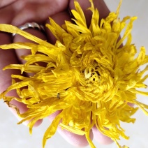 金丝黄菊花茶自家种植花个头大无虫