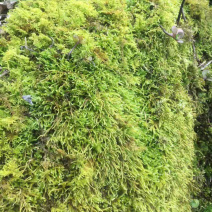 苔藓，青鲜，。普通苔藓
