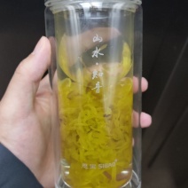 金丝皇菊