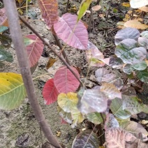 【黄庐，红庐小苗】定植二至十二公分，工程一级苗自家种植
