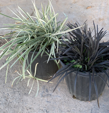 银边草,埃弗里斯特苔草