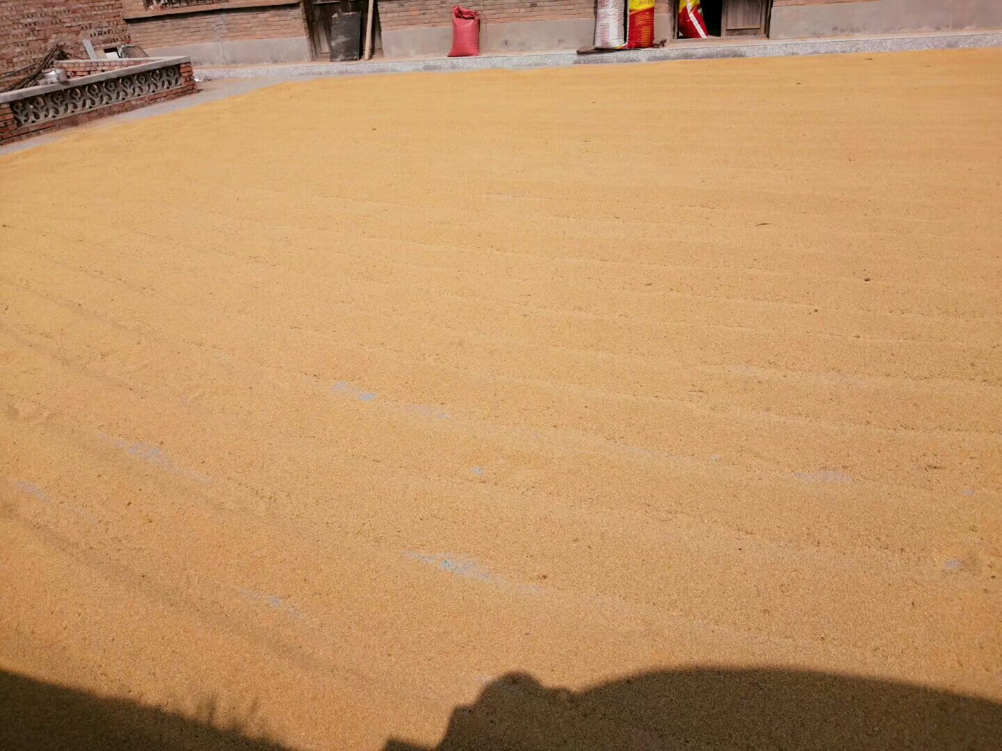 水果玉米种子在阴凉通风处晾晒过程 水果玉米种子晾晒场景