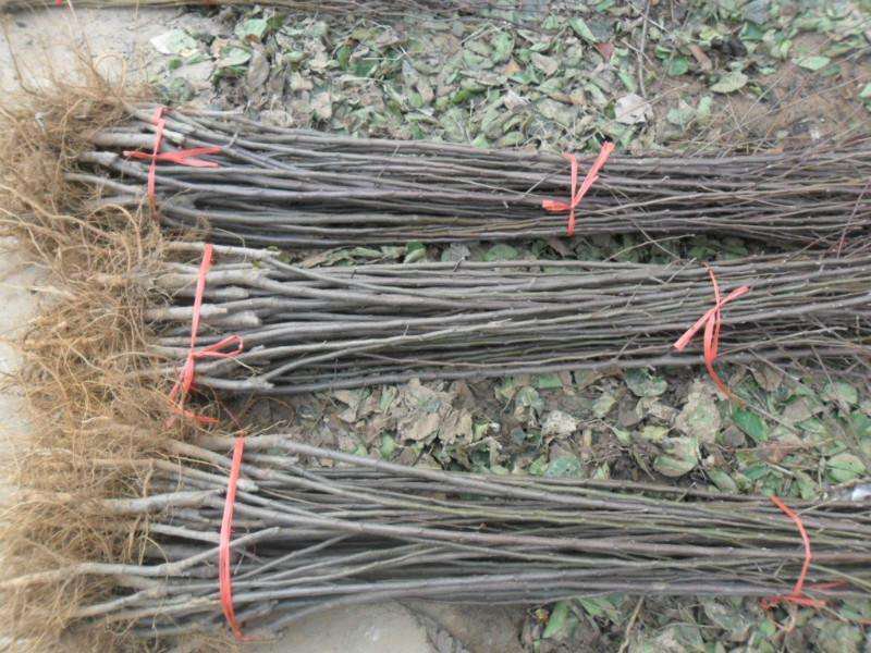 一位果农正在修剪木瓜树的枝条,手中拿着剪刀,树下有掉落的叶子和果实,背景是阳光下的果园 木瓜树修剪与管理