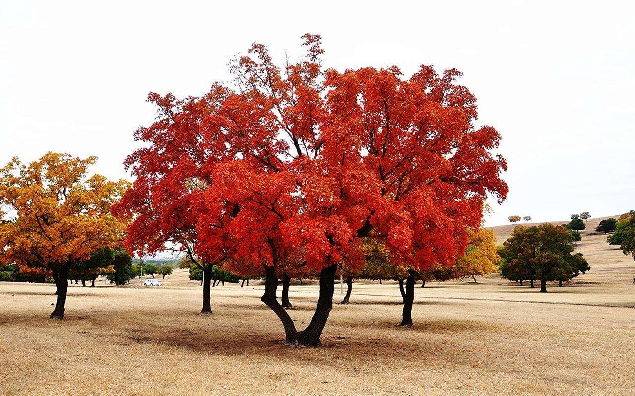 五角枫秋季红叶特写