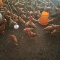 鸡场地价，地头价，上车价
