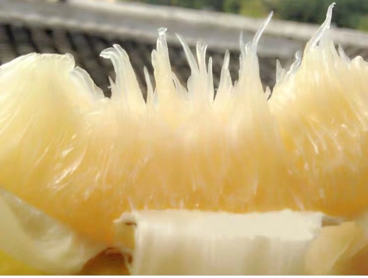 沙田柚切开后的果肉特写照片,展示了果肉的晶莹质地与饱满果粒 沙田柚切开后的果肉特写照片