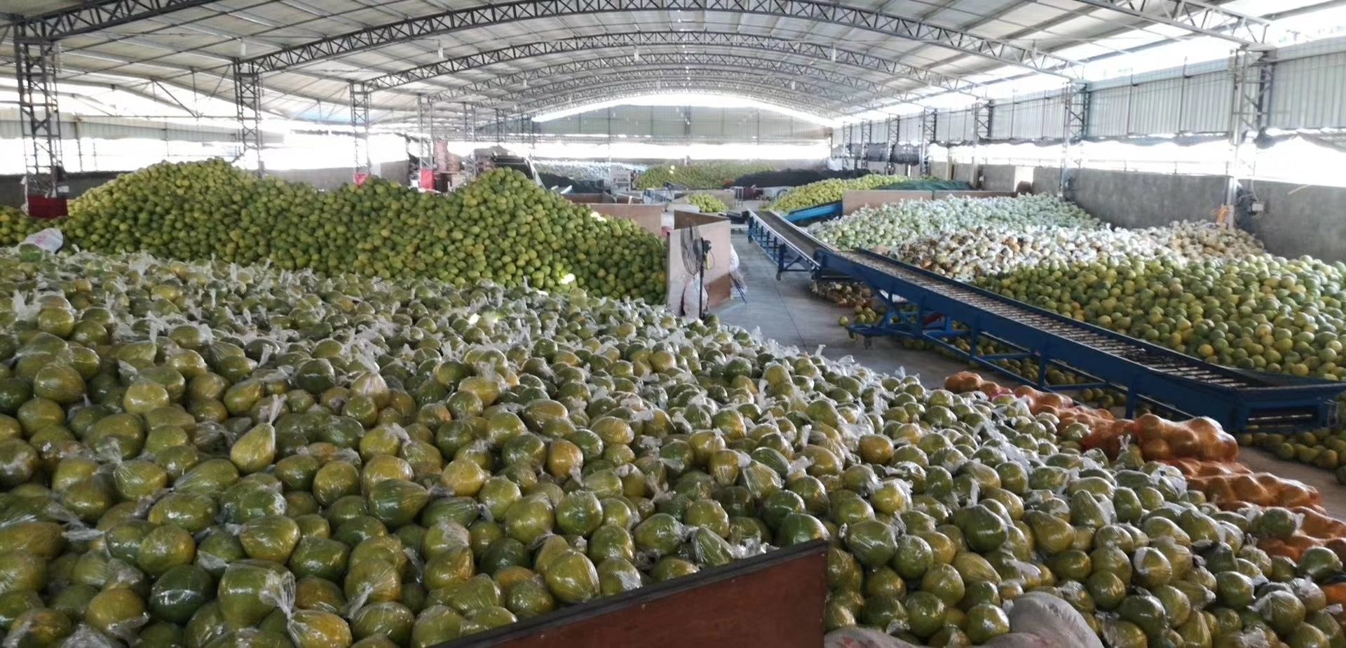 农户在通风仓库中检查存放的沙田柚