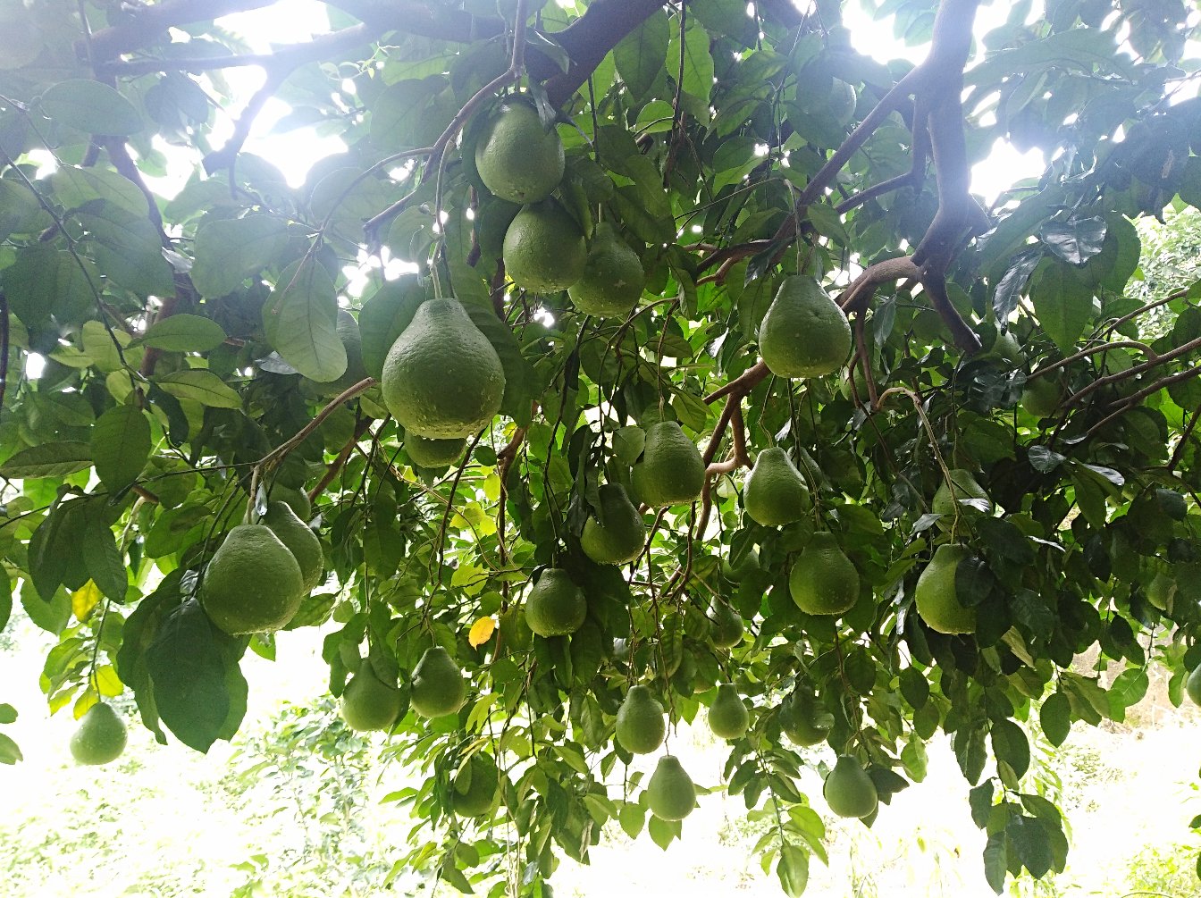 护国沙田柚果园全景图