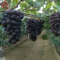 巨峰葡萄