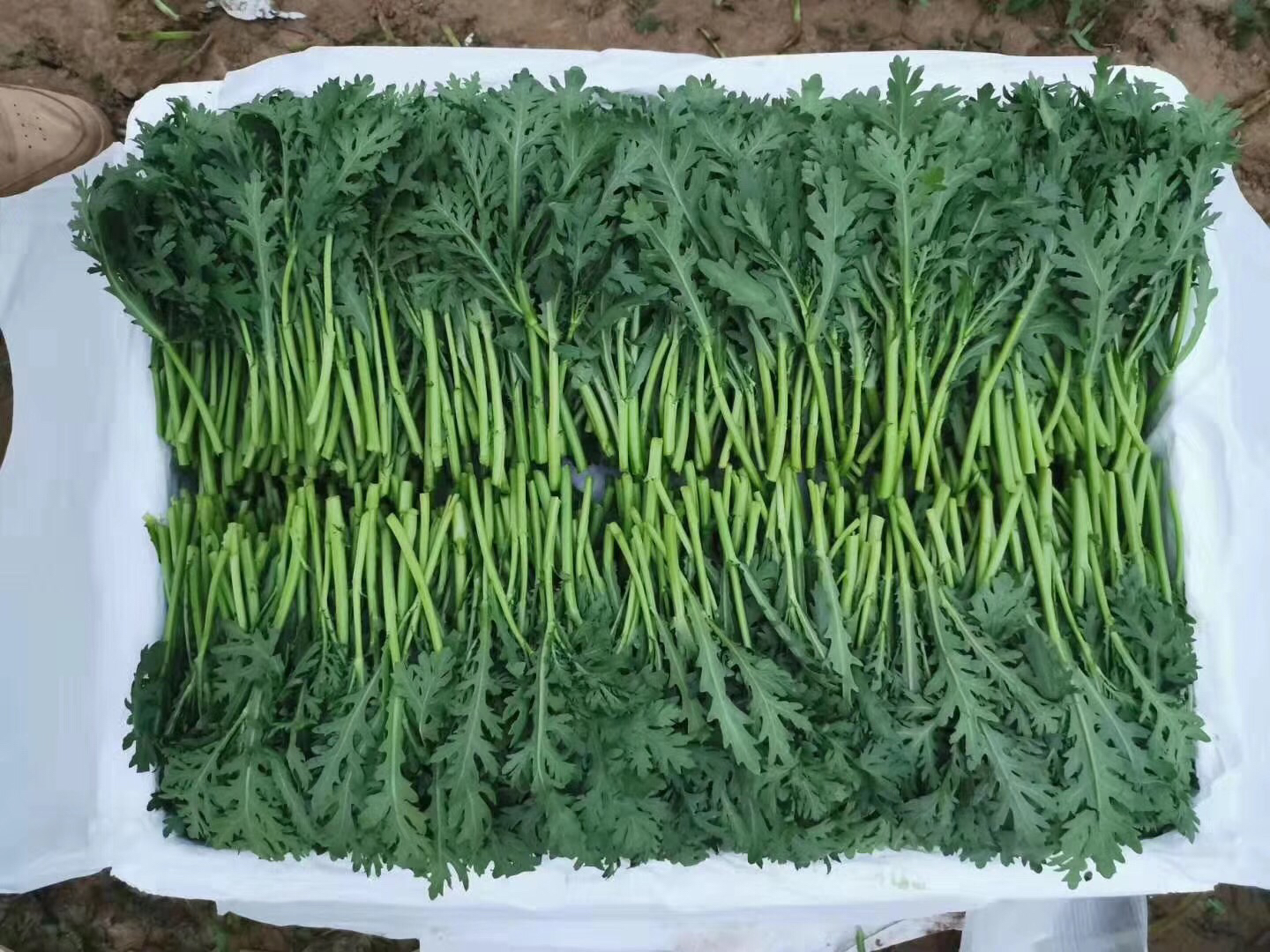 茼蒿清洗过程