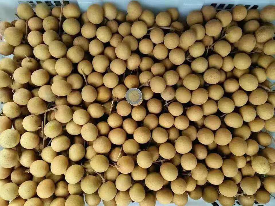 石硖龙眼与其他品种对比图