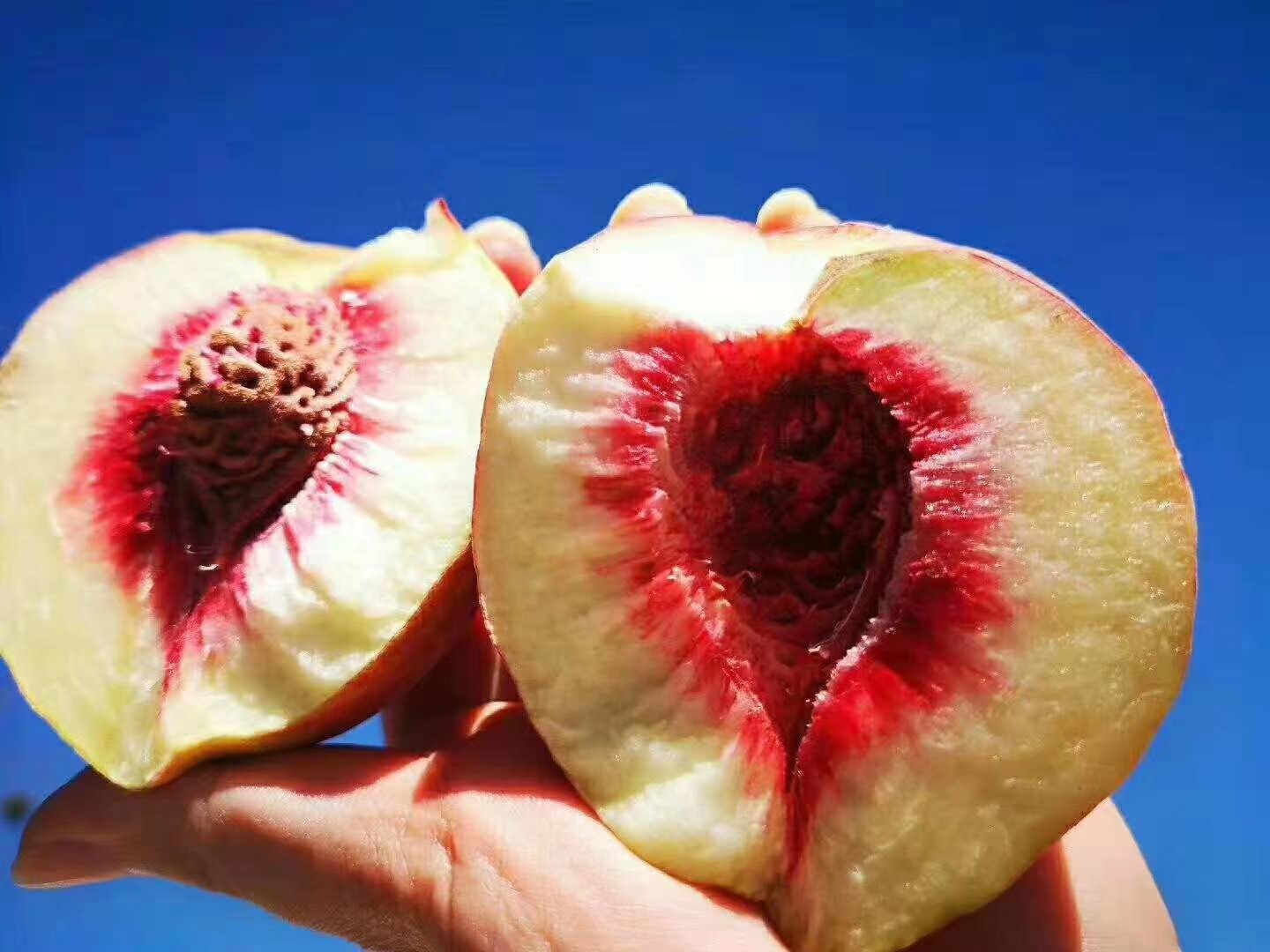 中华寿桃果肉剖面图,展示其饱满多汁的果肉与自然红润的色泽 中华寿桃果肉剖面图,展示其饱满多汁的果肉与自然红润的色泽