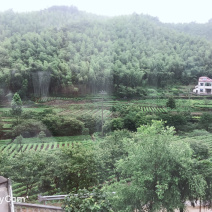 安吉白茶
