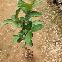 台湾番石榴苗当年结果南方种植嫁接盆栽四季果树西瓜果树