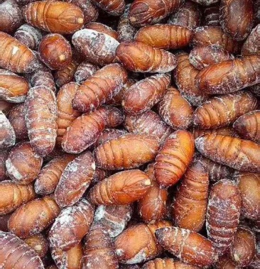 大黄蛹黄蛹丹东产野生大黄蛹