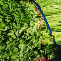 芹菜，西芹，香芹，质量好价格优