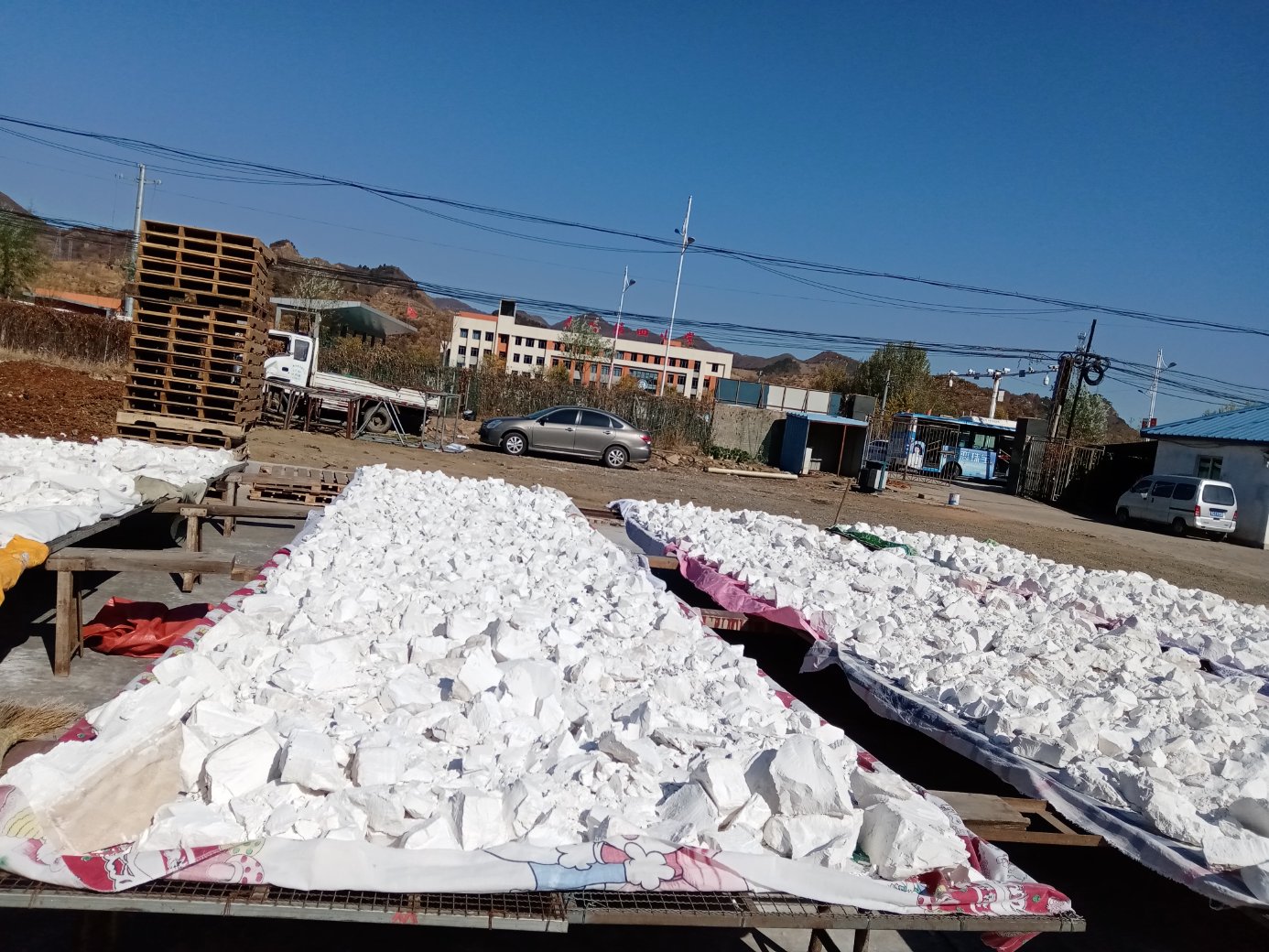 丰收季节的农民在晒场上摊开油栗进行晾晒，阳光明媚，栗子呈现金黄色