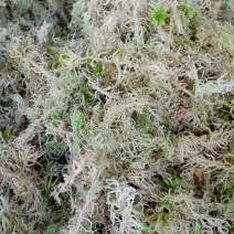 水苔