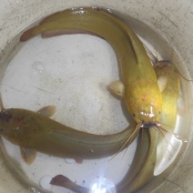 塘角鱼，本地塘鲺，