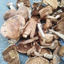 杨柳菌（野生茶树菌）。