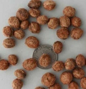 [杨梅种子批发]早梅杨梅种子价格0.50元/个 - 一亩田