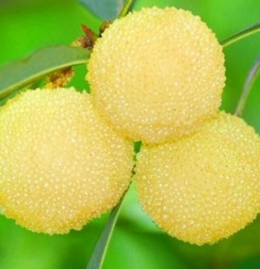 00元/斤 - 一亩田