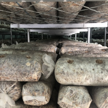 全年工厂生产菌棒，欢迎定做，工厂化生产，出口韩国