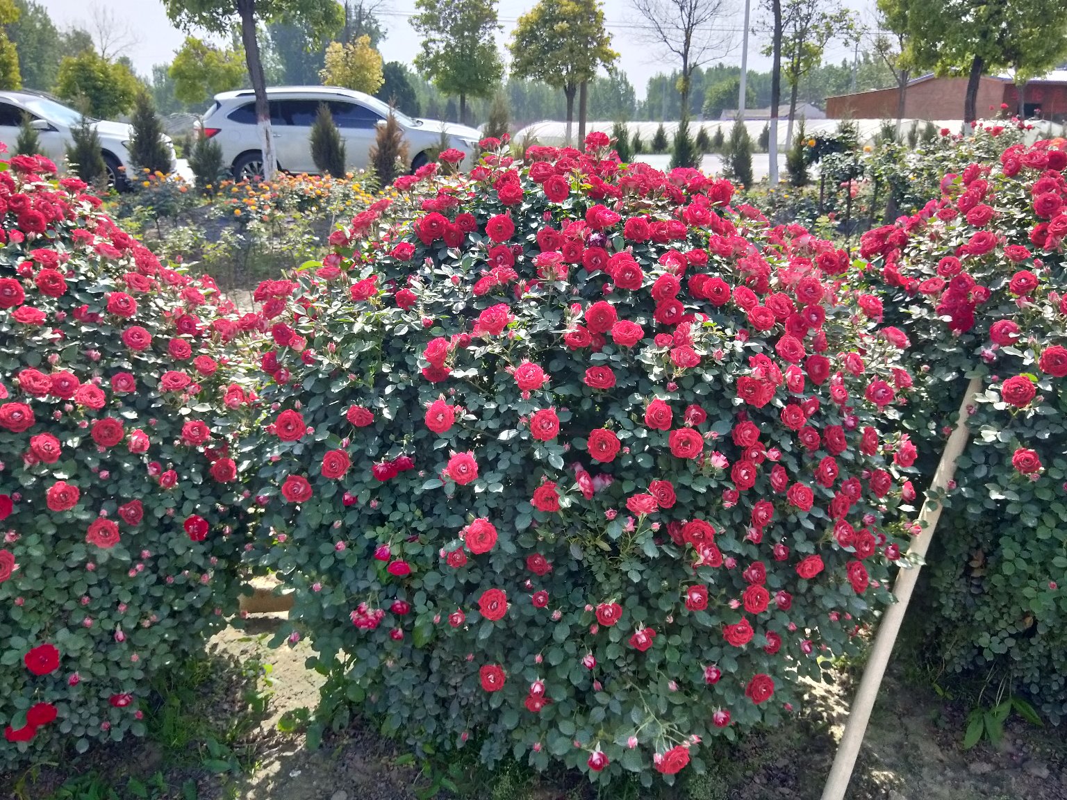 ‘安吉拉’月季盛开场景