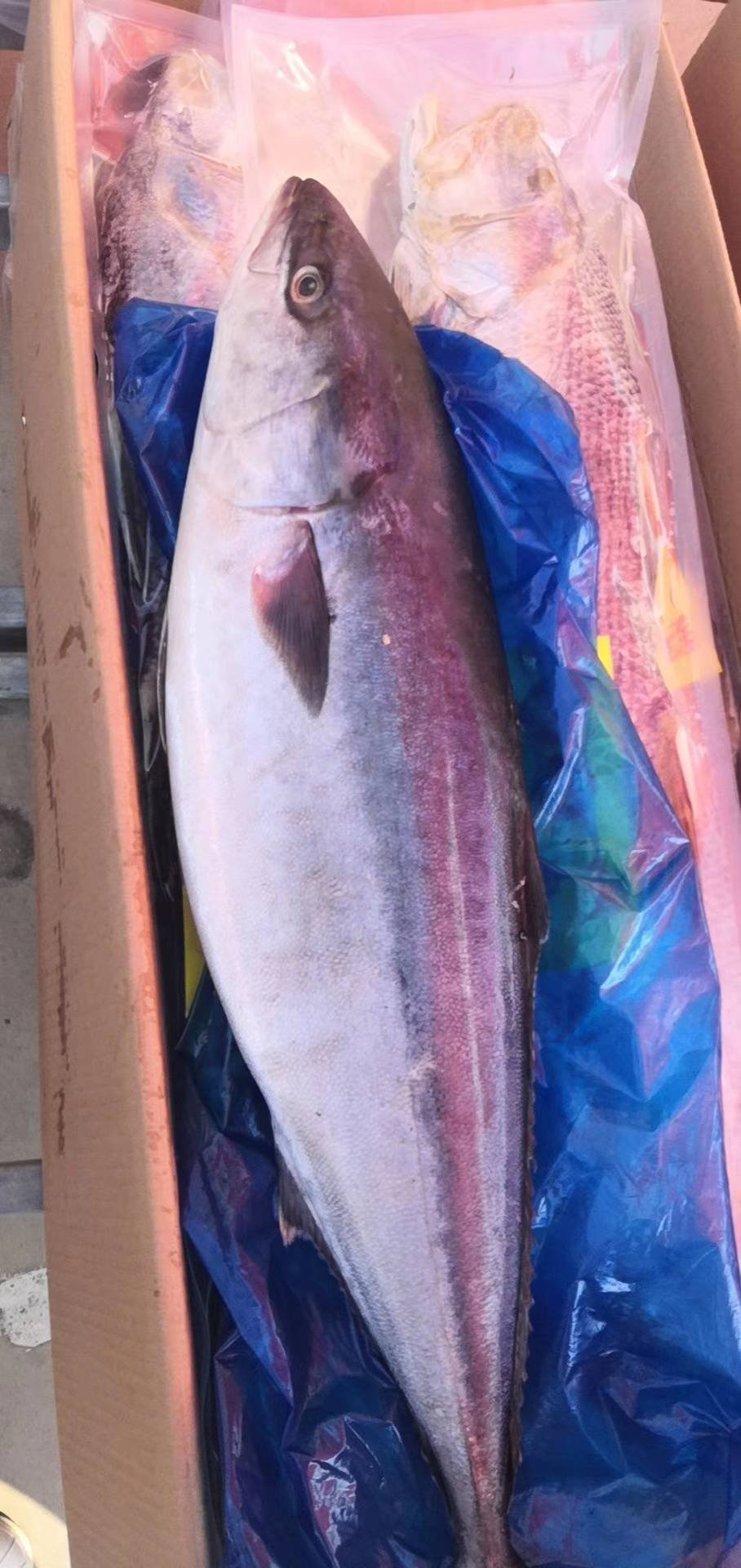 黄金鲅鱼,鲜活速冻,12到20斤,品种齐全量大更优惠