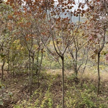 美国红栌地径3公分以上数量大