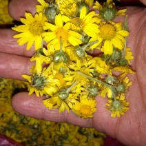 野菊花